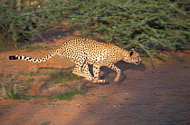 Cheetah (Acinonyx jubatus) running, DECAN Animal Refuge, Djibouti. Captive, occurs in Africa, Vulnerable species.