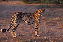 Cheetah (Acinonyx jubatus) DECAN Animal Refuge, Djibouti. Captive, occurs in Africa, Vulnerable species.