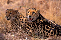 Two Cheetahs (Acinonyx jubatus), individual on the right is a 'king' cheetah, a genetic colour morph. Captive, occurs in Africa, Vulnerable species.