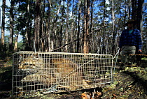 Feral cat, introduced species, caught in trap by Hobart National Parks Services, Tasmania.