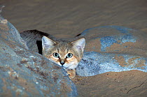 Sand cat (Felis margarita) hiding behind rock. Captive, occurs in northern Africa and southwest and central Asia.