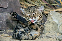 Black-footed cat (Felis nigripes) grooming. Captive, occurs in Angola, Botswana, Namibia, South Africa and Zimbabwe. Vulnerable species.