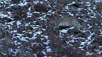 Wild Snow leopard (Uncia uncia) walking across a snow covered scree slope, Altai Mountains, Mongolia, February.