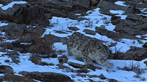 Wild Snow leopard (Uncia uncia) walking down a snow covered slope, Altai Mountains, Mongolia, February.