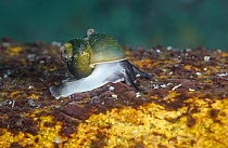 Snail (Benedictia baicalensis) endemic to Lake Baikal, Russia, May.