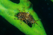 Amphipod (Pallasea cancellus) on Demosponge (Lubomirskia baicalensis), both are endemic to Lake Baikal, Russia, May.