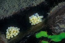 Sculpin (Procottus sp) eggs, Lake Baikal, Russia, May.