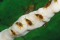 Amphipods (Pallasea cancellus) on Demosponge (Lubomirskia baicalensis), both are endemic to Lake Baikal, Russia, May.