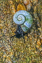 Snail (Megalovalvata baicalensis) endemic to Lake Baikal, Russia, May.