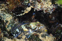 Stone sculpin (Paracottus knerii) Lake Baikal, Russia, May. Endemic to Russia.