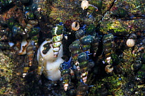 Snails (Baicalia turriformis) and Baikal sponge (Swartschewskiia papyracea), both are endemic to Lake Baikal, Russia, May.