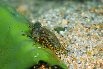 Amphipod (Pallasea cancellus) endemic to Lake Baikal, Russia, May.
