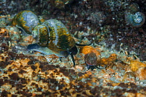 Snails (Benedictia sp and Megalovalvata sp) with Stone sculpin (Paracottus knerii) Lake Baikal, Russia, May.