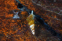 Snail (Baicalia carinatocostata) endemic to Lake Baikal, Russia, May.