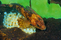 Pygmy sculpin (Procottus gurwicii) with eggs, endemic to Lake Baikal, Russia, May.