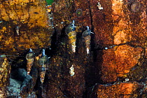 Snails (Baicalia turriformis, Acroloxidae sp and Choanomphalus sp) Lake Baikal, Russia, May.