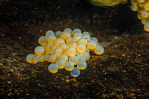 Sculpin (Procottus sp) eggs, Lake Baikal, Russia, May.