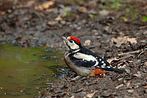 Great-spotted woodpecker (Dendrocopos major) juvenile drinking at woodland pool. Coughton Warwickshire, UK, June.
