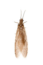 Eastern Dobsonfly (Corydalus cornutus) in bayou wetlands, Louisiana, United States, May. Meetyourneighbours.net project