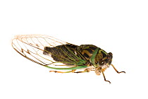 Annual Cicada (Tibicen sp) Southern Appalachians, South Carolina, United States, August. Meetyourneighbours.net project