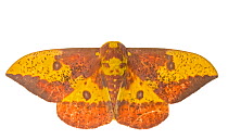 Imperial Moth (Eacles imperialis) Southern Appalachians, South Carolina, United States, June. Meetyourneighbours.net project