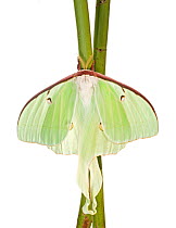 Luna Moth (Actias luna) Southern Appalachians, South Carolina, United States, July. Meetyourneighbours.net project