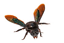 Carpenter bee (Xylocopa aeneipennis) Rupununi, Dadanawa, Guyana. Meetyourneighbours.net project