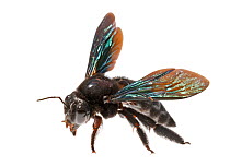 Carpenter bee (Xylocopa aeneipennis) Rupununi, Dadanawa, Guyana. Meetyourneighbours.net project