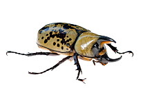 Eastern Hercules Beetle (Dynastes tityus) Southern Appalachians, South Carolina, United States, June. Meetyourneighbours.net project