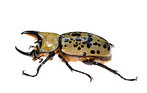 Eastern Hercules Beetle (Dynastes tityus) Southern Appalachians, South Carolina, United States, June. Meetyourneighbours.net project