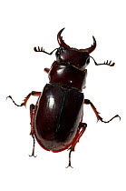 Reddish-brown stag beetle (Lucanus capreolus) Southern Appalachians, South Carolina, United States, June. Meetyourneighbours.net project