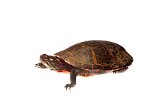 Painted Turtle (Chrysemys picta) Southern Appalachians, South Carolina, United States, April. Meetyourneighbours.net project