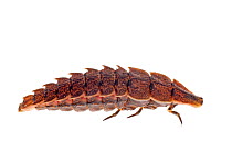 Firefly (Photinus) larvae, Southern Appalachians, South Carolina, United States, February. Meetyourneighbours.net project