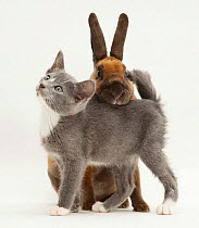 Blue and white Burmese-cross kitten rubbing against sooty-fawn dwarf Rex rabbit.