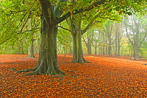 Common beech (Fagus sylvatica) trees, Hampstead Heath, London, UK, October 2012.