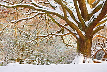 Oak tree (Quercus robur) in snow, Hampstead Heath, London, UK, January 2013.