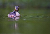 Great crested grebe (Podiceps cristatus) with chick riding on back, Hampstead Heath, London, UK, July.