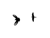 Kestrel (Falco tinnunculus) and Carrion crow (Corvus corone) in aerial battle. Hampstead Heath, London, UK, September.