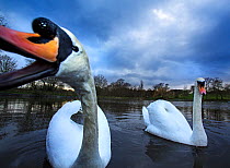 Mute swans (Cygnus olor) Highgate Ponds, Hampstead Heath, London, UK, February.