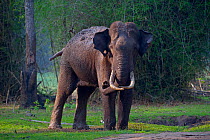 Asian elephant (Elephas maximus), wild male taking mud-bath, Nagarhole National Park, South India.