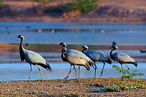 Demoiselle cranes (Anthropoides virgo) group of four at water's edge India.