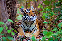 Bengal tiger (Panthera tigris tigris), female resting and looking up Kanha National Park, India.