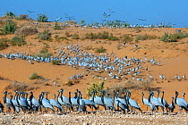 Demoiselle cranes (Anthropoides virgo) at wintering site, Thar desert, on sand dune, Rajasthan, India.