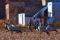 Demoiselle cranes (Anthropoides virgo) resting in village, Rajasthan, India. February 2012.