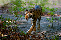 Benal tiger (Panthera tigris), cub, Bandhavgarh National Park, India. See 1345362 for cropped version.
