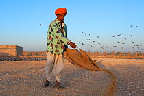 Villager putting food out for Demoiselle cranes with pigeons arriving first. Rajasthan, India. February 2012.