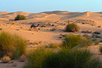 Camel herder riding Dromedary camel (Camelus dromedarius) in the Thar Desert, Rajasthan, India. February 2012.