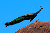 Peacock (Pavo cristatus) on rock with Palm Squirrel (Funambulus sp) India.
