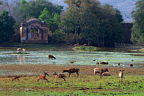 Sambar deer (Cervus unicolor), Spotted deer (Axis axis), Wild boar (Sus scrofa) and various birds feeding, with Rajbagh Palace in the background, Ranthambhore National Park, India. April 2010.