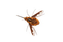 Common bee fly (Bombylius major) Barnt Green, Worcestershire, UK, April. meetyourneighbours.net project